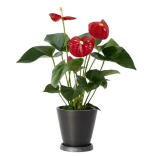 Red Anthurium Plant