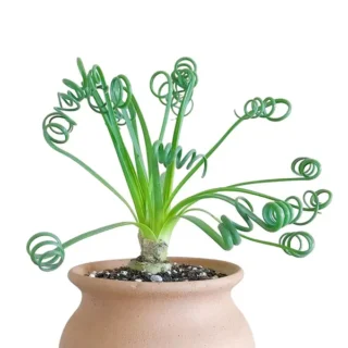 Frizzle Sizzle Plant, Albuca spiralis - Bulb