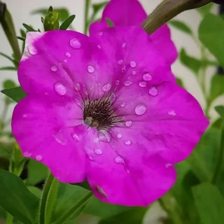 Petunia Plant |  Nadan Petunia