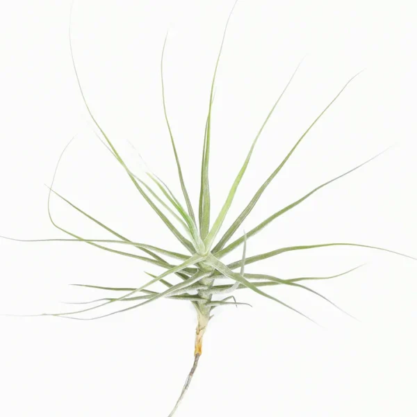 Tillandsia Schiedeana - Air Plant - Image 3
