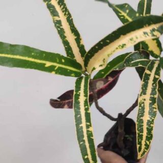 Croton