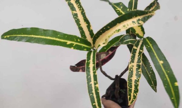 Croton