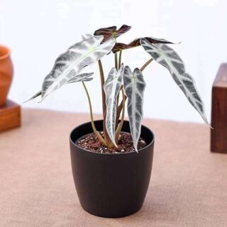 Alocasia Miniature | Alocasia Bambino
