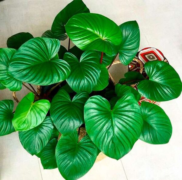 Homalomena Rubescene Maggy- Big Plant - Image 3