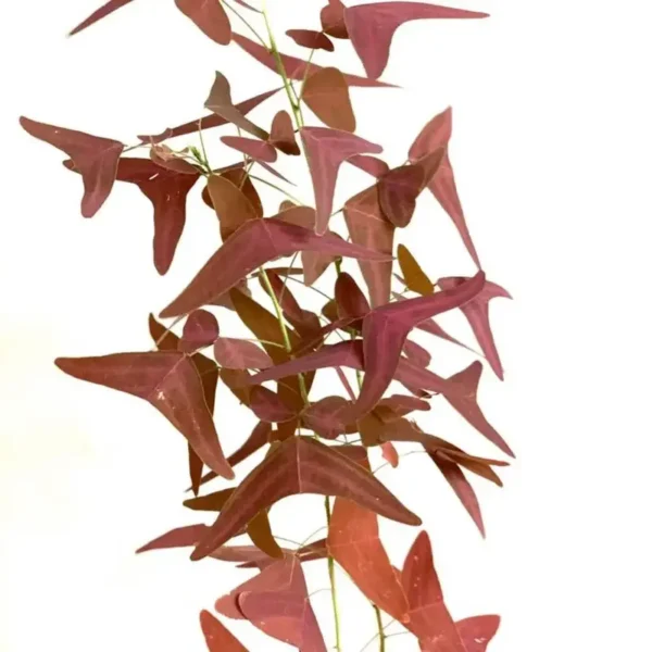 Red Butterfly Wing Plant - Rare - Image 2