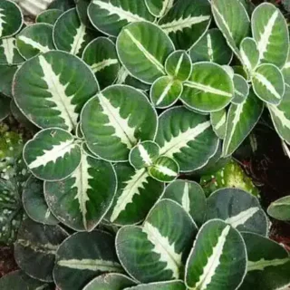 Argostemma sp White veins - Rare