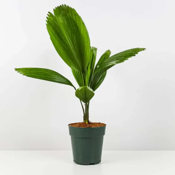 Licuala Grandis Fan Palm Tree, Rare and Exotic - Image 2