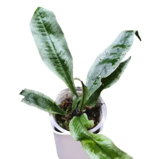 Microsorum Variegated - Rare