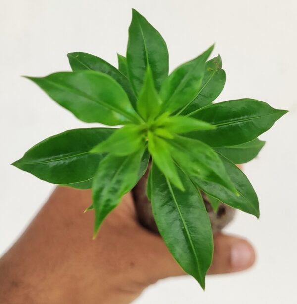 Golden Trumpet - Image 5