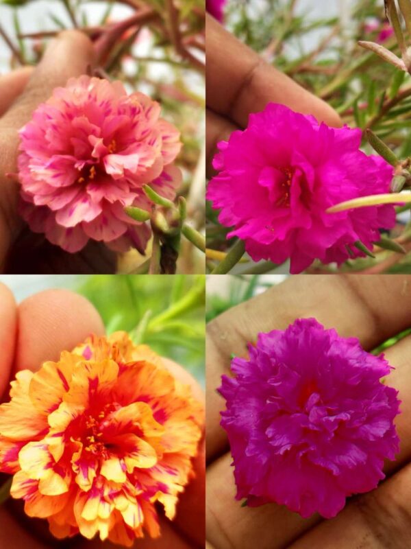 Portulaca, Purslanes, Table rose, Pathumani (Moss rose, moss rose purslane, Mexican rose, sun rose, rock rose, table rose)-  30 varietys Combo - Image 6