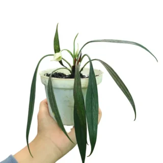 Aridarum Perisai (Josefia Intricata) - Rare