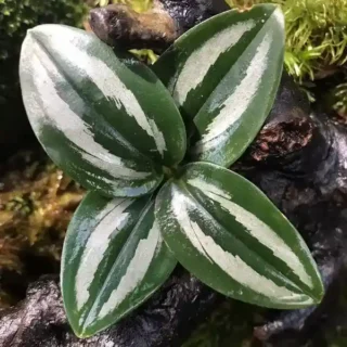 Scaphochlamys Scintillans Ooi - Rare