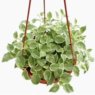 Peperomia scandens variegata (Variegated Trailing Peperomia)