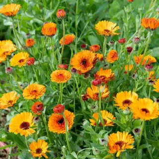 Calendula plant – Seeds