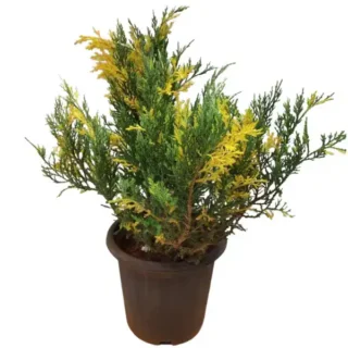 London Pine Variegated - Rare