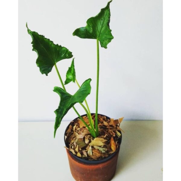 Alocasia Triangularis (Big) - Image 2
