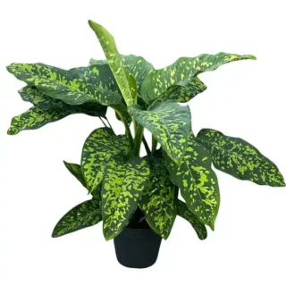 Dieffenbachia Cheetah - Rare