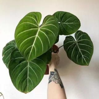 PHILODENDRON GLORIOSUM GREEN VEIN