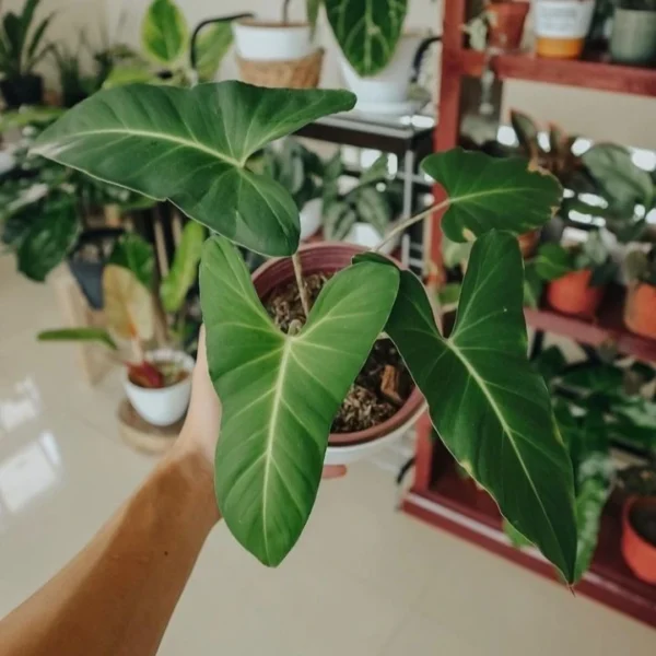 Adelonema Yanamonoensis (Big Plant) - Rare Plants - Image 3