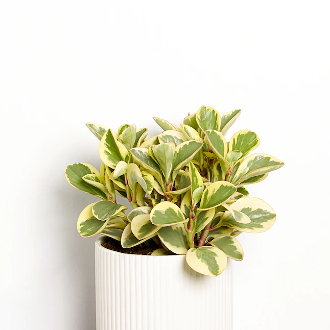 Baby Rubber Plant yellow