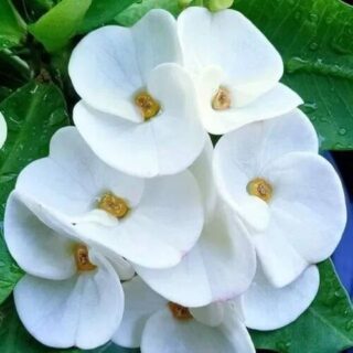 Euphorbia White Flowering Plant E2