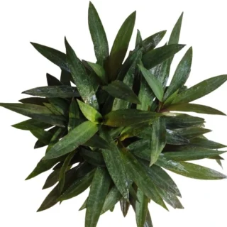 Rhoeo plant - Green