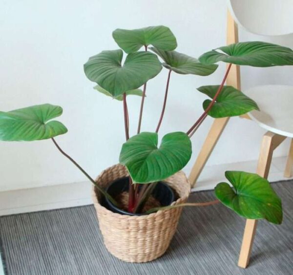 Homalomena Rubescene Maggy- Big Plant - Image 2
