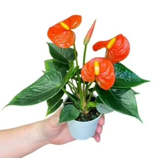Orange Anthurium Plant