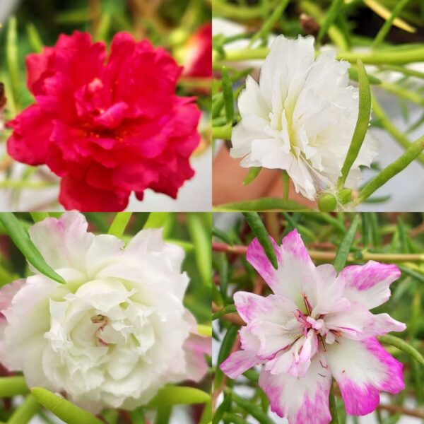 Portulaca, Purslanes, Table rose, Pathumani (Moss rose, moss rose purslane, Mexican rose, sun rose, rock rose, table rose)-  30 varietys Combo - Image 5