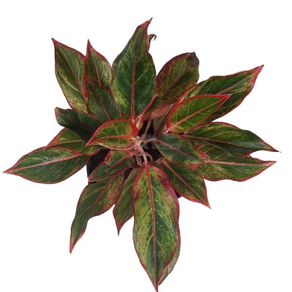 Aglaonema Red Lipstick - Image 2