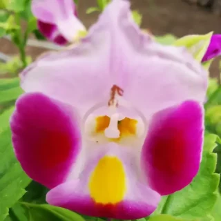 Torenia Fournieri Plant- Duchess Pink