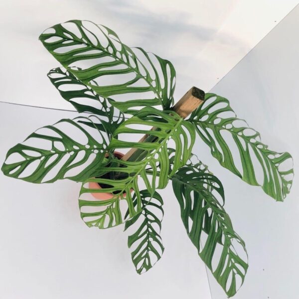 Monstera Esqueleto (Small) - Image 2