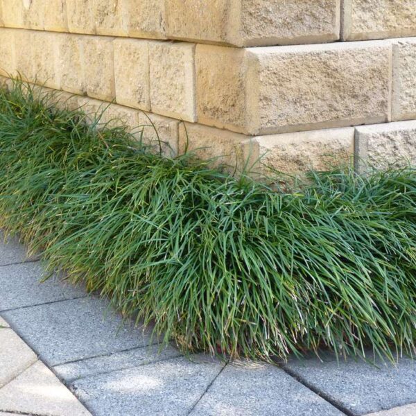 Ophiopogon Japonica plant (Mondo Grass) - Image 3