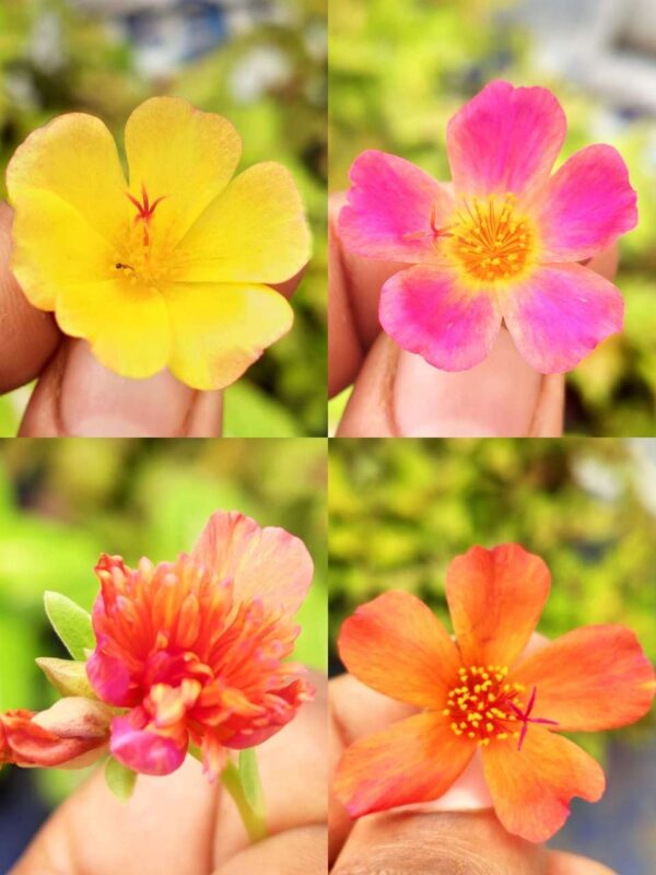 Portulaca, Purslanes, Table rose, Pathumani (Moss rose, moss rose purslane, Mexican rose, sun rose, rock rose, table rose)-  30 varietys Combo - Image 3