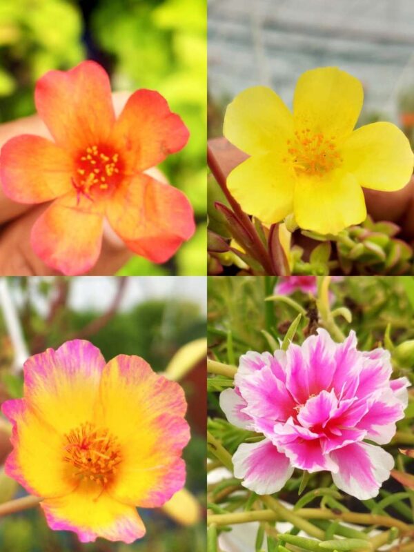 Portulaca, Purslanes, Table rose, Pathumani (Moss rose, moss rose purslane, Mexican rose, sun rose, rock rose, table rose)-  30 varietys Combo - Image 4