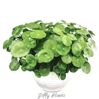 Pennywort, Copper Coin, Lucky Plant, Money Plant