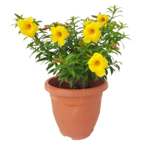 Golden Trumpet - Image 4