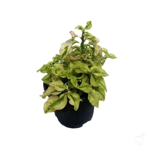 Pedilanthus 'White Ghost / Curly pink plant - Image 2
