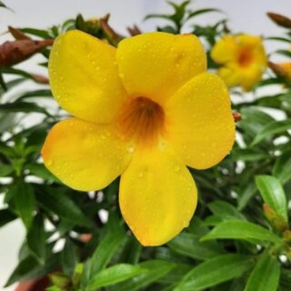 Golden Trumpet