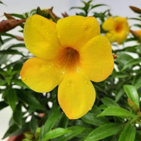 Golden Trumpet