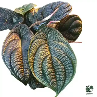 Piper Permatum | Piper Kapuashulu - Rare