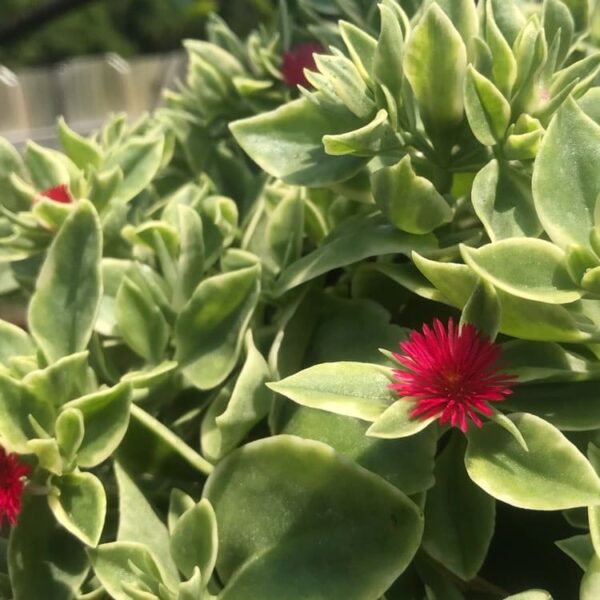 Baby Sunrose 'Variegated'(Heart leaf ice plant) - Image 5