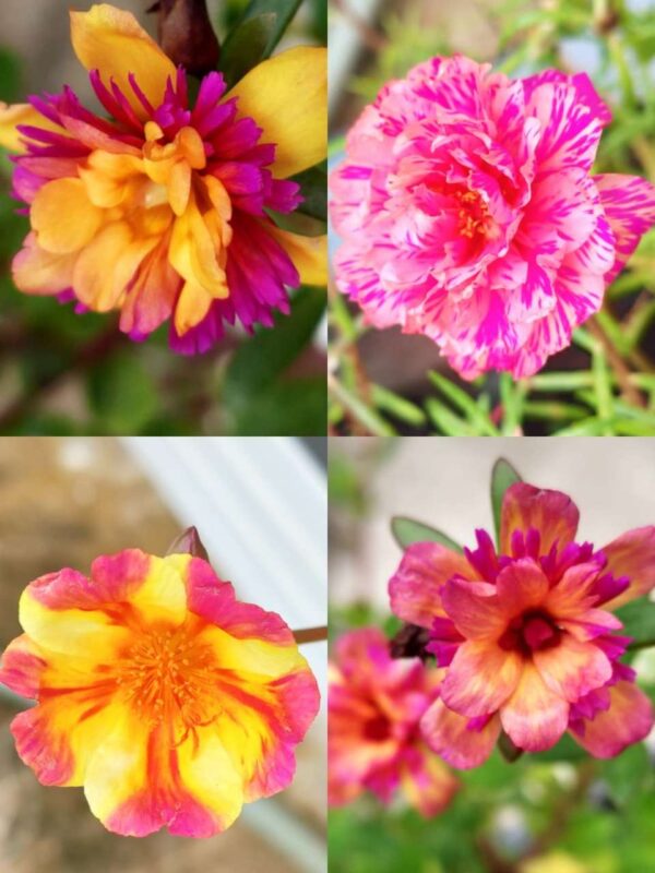 Portulaca, Purslanes, Table rose, Pathumani (Moss rose, moss rose purslane, Mexican rose, sun rose, rock rose, table rose)-  30 varietys Combo - Image 7