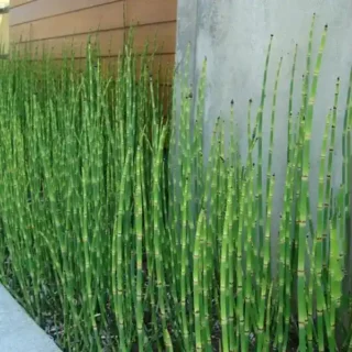 Water Bamboo, Equisetum - Plant  (Water Bamboo)