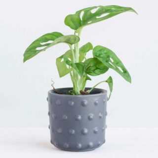Monstera adansonii, Broken Heart Plant, Swiss Cheese Vine