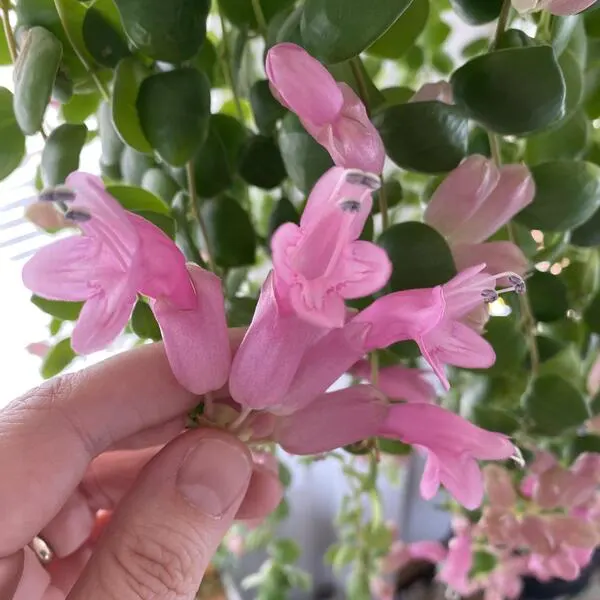 Pink Lipstick Plant (Aeschynanthus) - Image 2