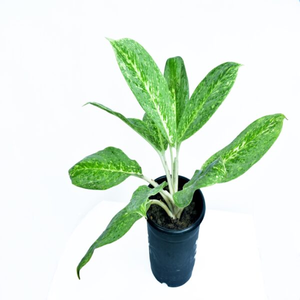 Aglaonema Butterfly (Big) - Image 2