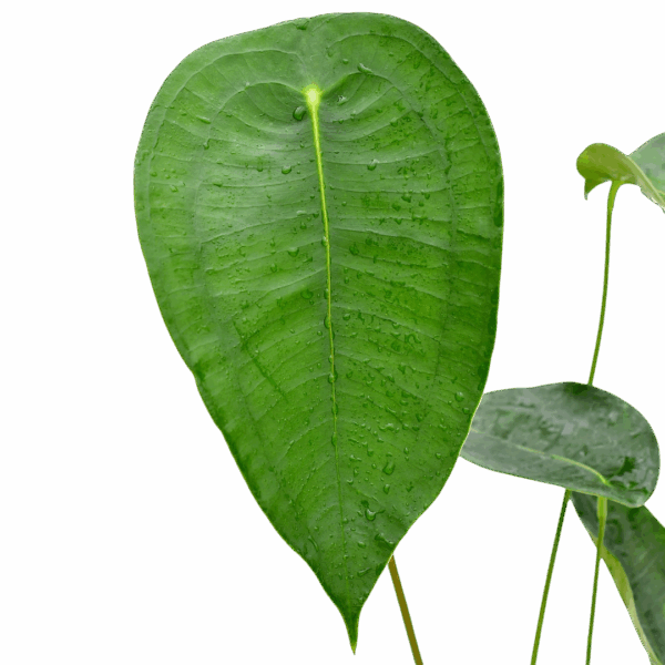 Anthurium Peltigerum - Rare - Image 2