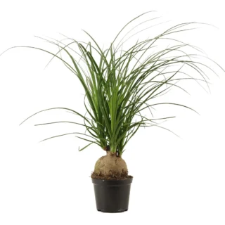 Nolina (Beaucarnea recurvata) - Elephant's foot
