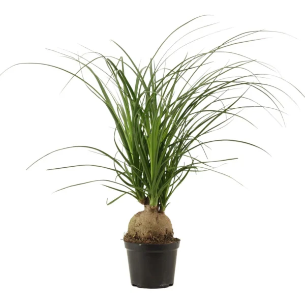 Nolina (Beaucarnea recurvata) - Elephant's foot
